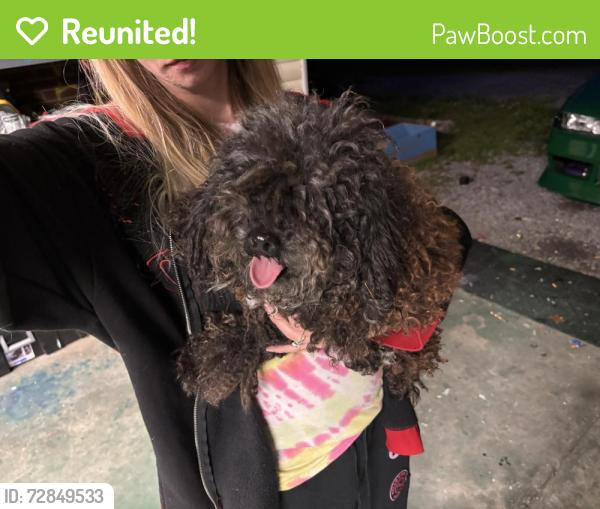 Reunited Male Dog last seen Walmart , Maryville, TN 37803