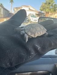 Found/Stray Unknown Reptile last seen Near blk of Virginia Rail St, Las Vegas, NV 89115