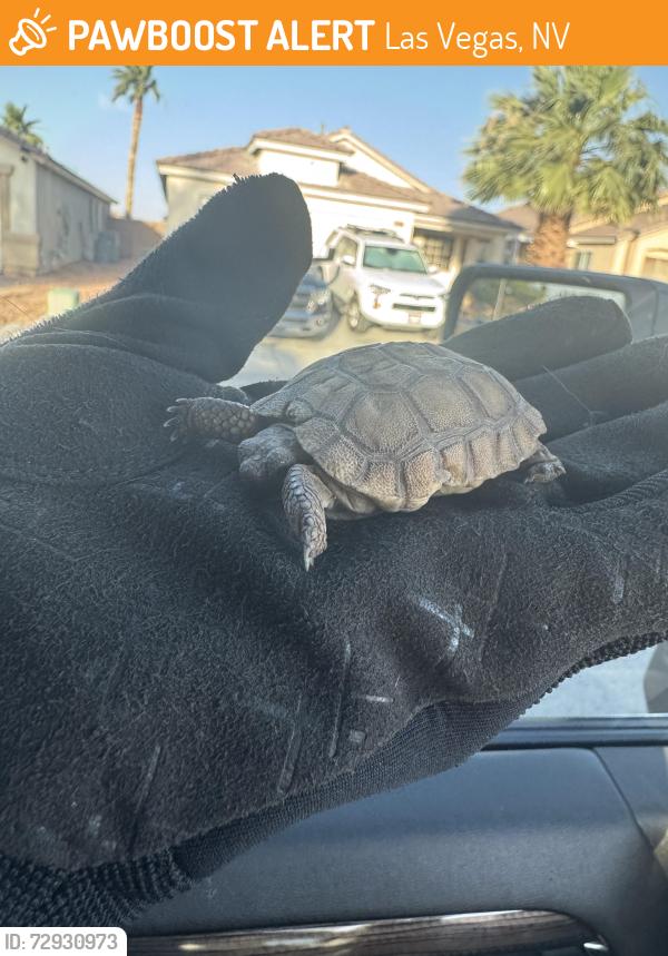 Found/Stray Unknown Reptile last seen Near blk of Virginia Rail St, Las Vegas, NV 89115