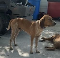 Lost Male Dog last seen Bailey rd and 1128, Pearland, TX 77584