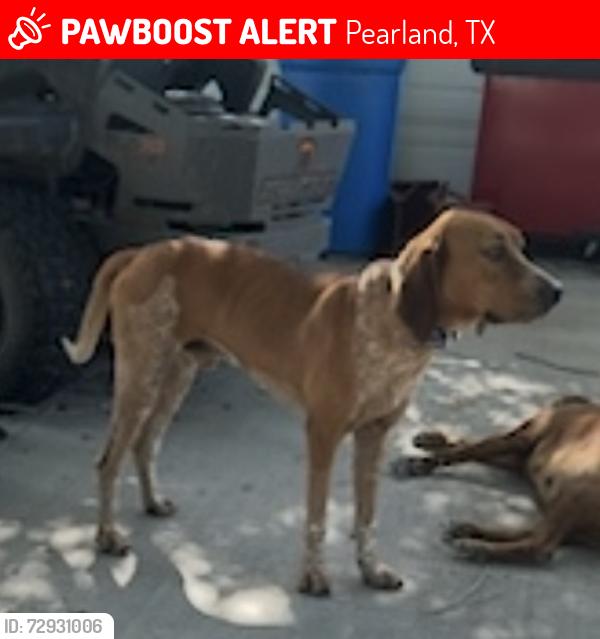 Lost Male Dog last seen Bailey rd and 1128, Pearland, TX 77584