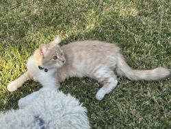 Lost Male Cat last seen Highlight Drive and Hillside, West Covina, CA 91791