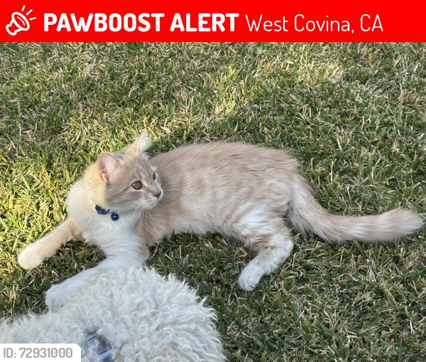 Lost Male Cat last seen Highlight Drive and Hillside, West Covina, CA 91791