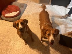Reunited Female Dog last seen Near Tabor Ct, Norfolk, VA 23518, USA, Norfolk, VA 23518