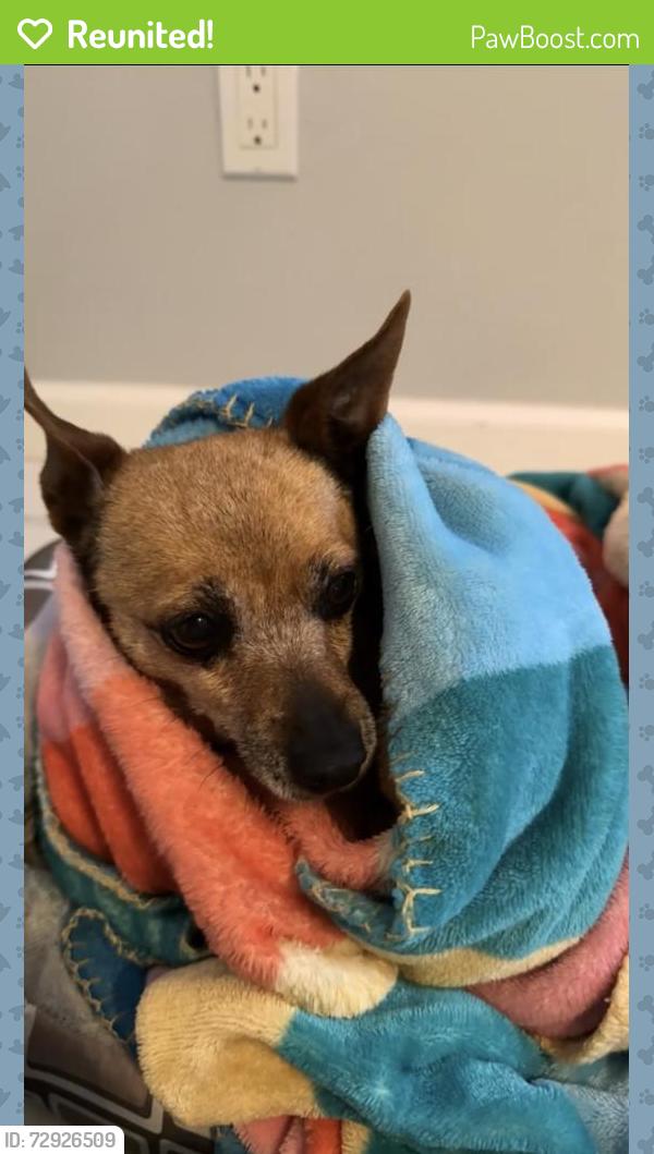 Reunited Female Dog last seen Unser, Albuquerque, NM 87121