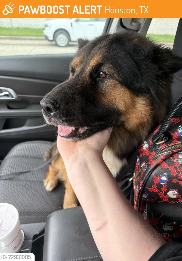 Found/Stray Male Dog last seen West rd by Walgreens and the bayou , Houston, TX 77064