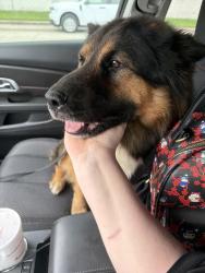 Found/Stray Male Dog last seen West rd by Walgreens and the bayou , Houston, TX 77064