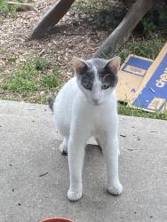 Found/Stray Female Cat last seen Near Jefferson Blvd. & 12th Ave. , Los Angeles, CA 90018
