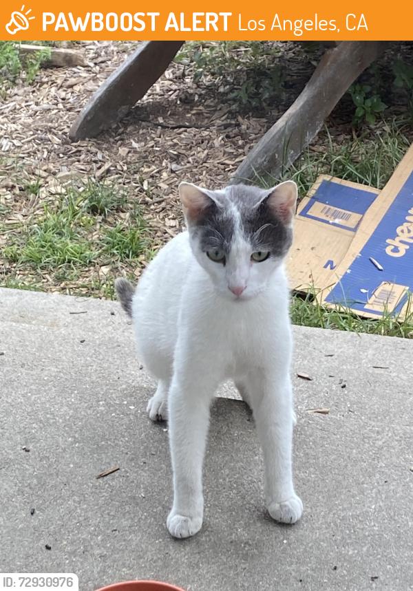 Found/Stray Female Cat last seen Near Jefferson Blvd. & 12th Ave. , Los Angeles, CA 90018