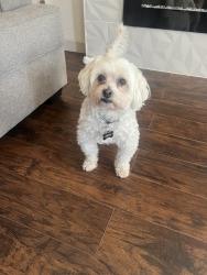 Lost Male Dog last seen MacAthurt blvd and Rochelle rd, Irving, TX 75062