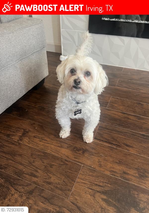 Lost Male Dog last seen MacAthurt blvd and Rochelle rd, Irving, TX 75062