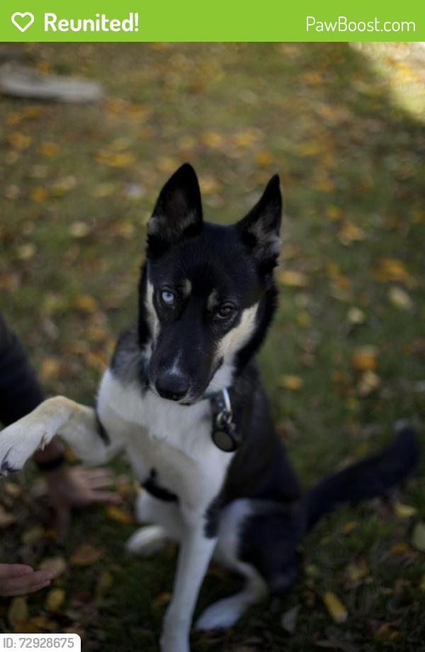Reunited Female Dog last seen Owen Park, Tulsa, OK 74127