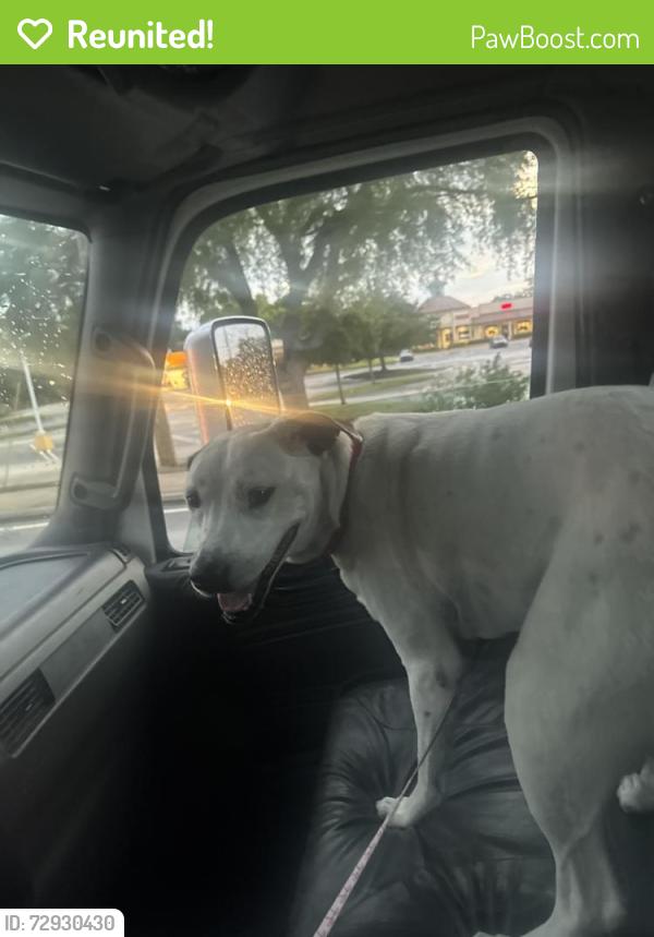 Reunited Female Dog last seen N Osceola , Clearwater, FL 33755