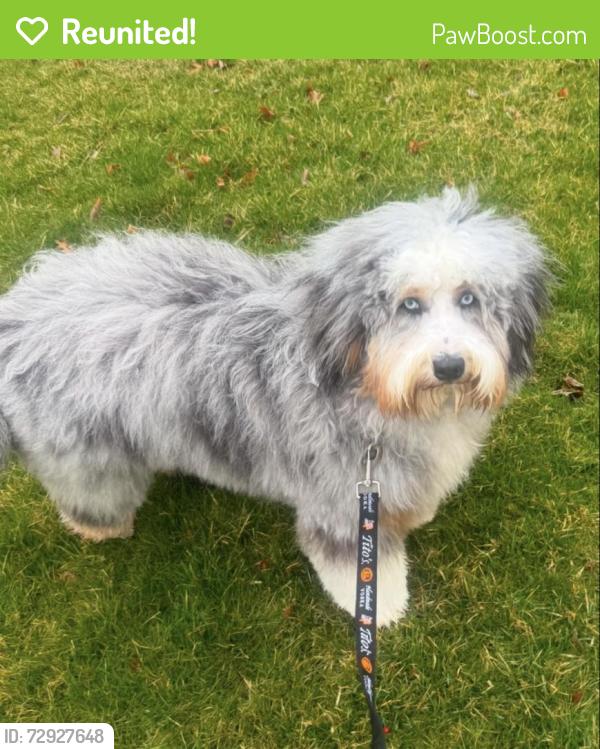 Reunited Male Dog last seen New Friendship Road, Howell Township, NJ 07731