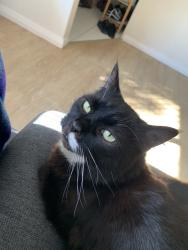 Lost Male Cat last seen Sander Court and Wyong Road Bentley, Bentley, WA 6102