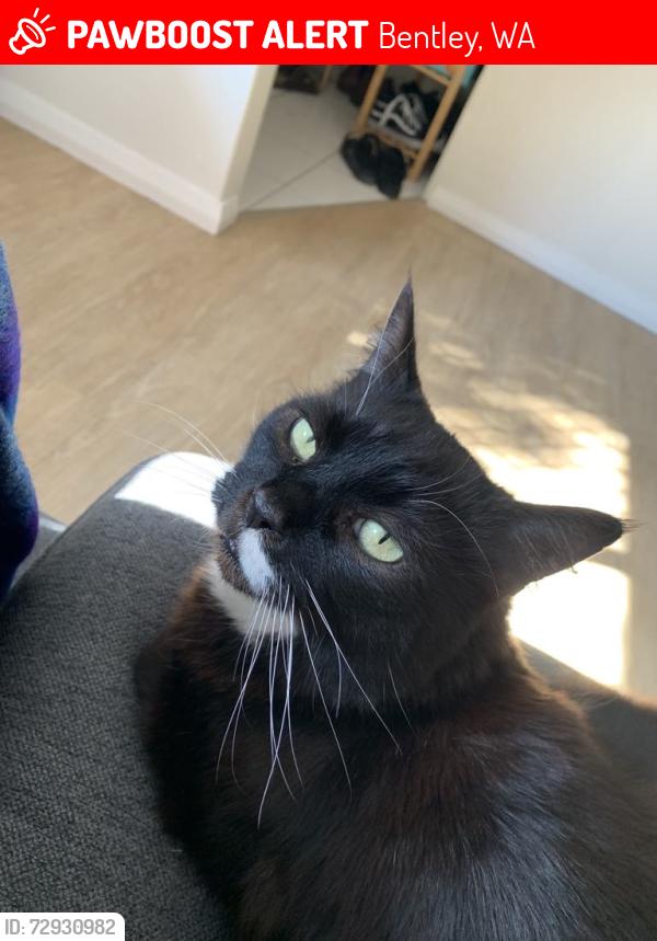 Lost Male Cat last seen Sander Court and Wyong Road Bentley, Bentley, WA 6102