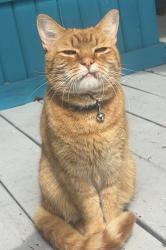 Lost Female Cat last seen carolina beach road, sea breeze , Wilmington, NC 28409