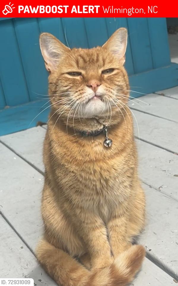 Lost Female Cat last seen carolina beach road, sea breeze , Wilmington, NC 28409