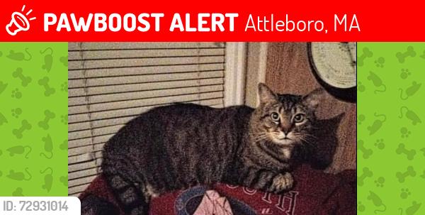Found/Stray Male Cat last seen So. Main St. near Seabra Food Mart, Attleboro, MA, Attleboro, MA 02703