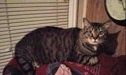 Found/Stray Male Cat last seen So. Main St. near Seabra Food Mart, Attleboro, MA, Attleboro, MA 02703