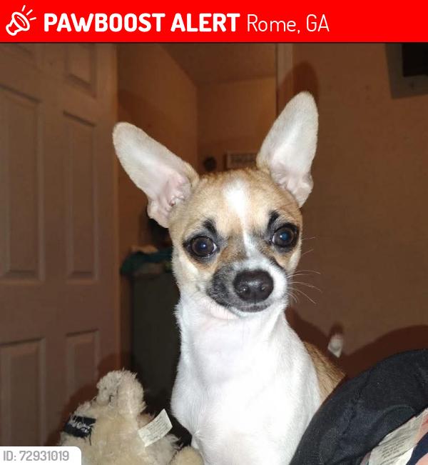 Lost Female Dog last seen Near Lovell Rd Rome ga, Rome, GA 30161