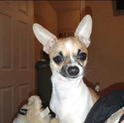 Lost Female Dog last seen Near Lovell Rd Rome ga, Rome, GA 30161
