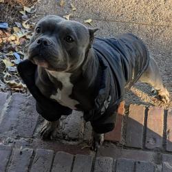 Reunited Female Dog last seen Warinaco Park 07203, Roselle, NJ 07203