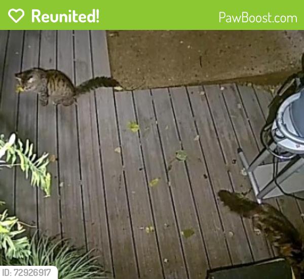 Reunited Unknown Cat last seen Sevier Avenue, Knoxville, TN 37920