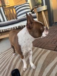 Reunited Female Dog last seen Nord Ave, Bakersfield, CA, USA, Bakersfield, CA 93314