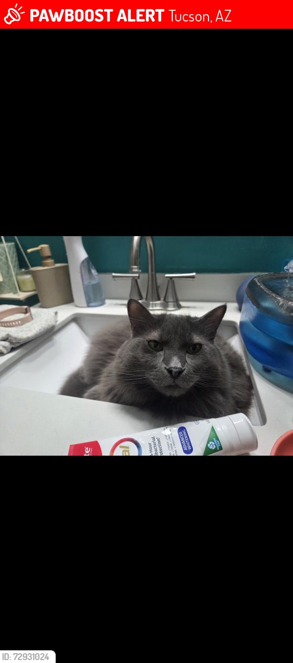 Lost Male Cat last seen Pantano and stella, Tucson, AZ 85730