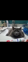 Lost Male Cat last seen Pantano and stella, Tucson, AZ 85730