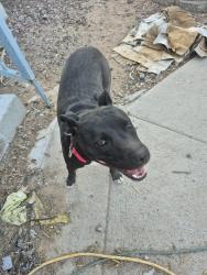Reunited Female Dog last seen Twin peak and Linda vista , Pima County, AZ 85742