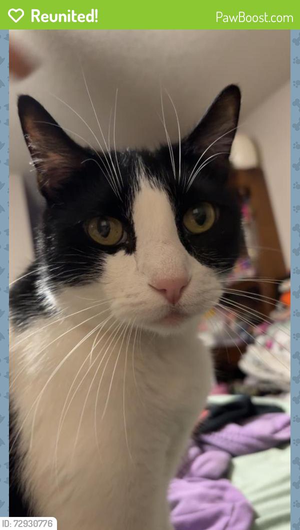 Reunited Male Cat last seen Near Hollowgreen Dr, Houston, TX 77082, USA, Houston, TX 77082