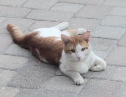 Lost Male Cat last seen Antioch Road, Horry County, SC 29527