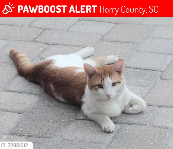 Lost Male Cat last seen Antioch Road, Horry County, SC 29527