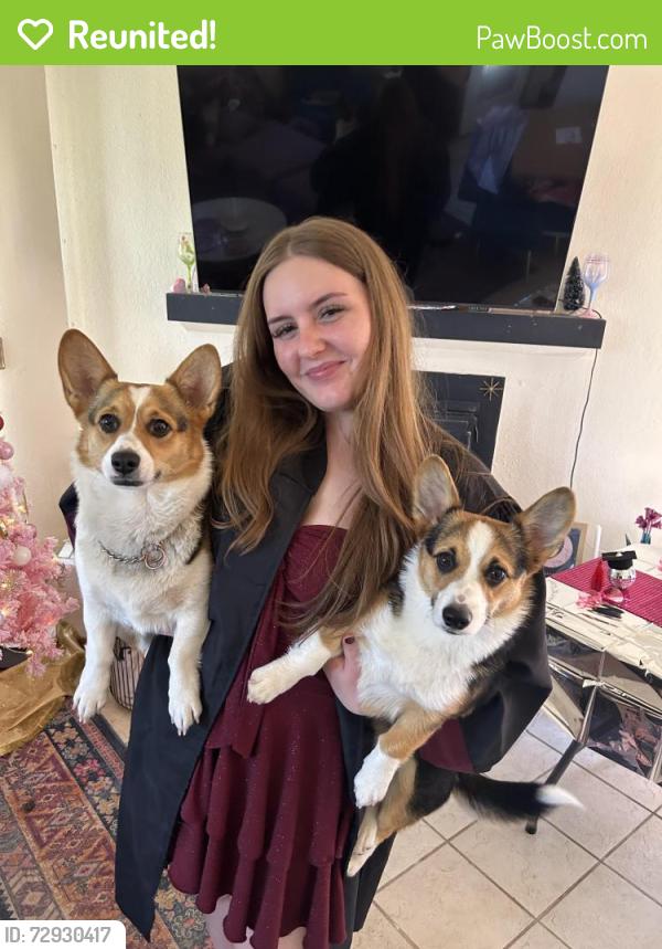 Reunited Female Dog last seen Tellbrook rd, Las Cruces, NM 88011