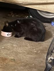 Found/Stray Unknown Cat last seen Beverly Drive near Forest Hills park, Durham, NC 27707
