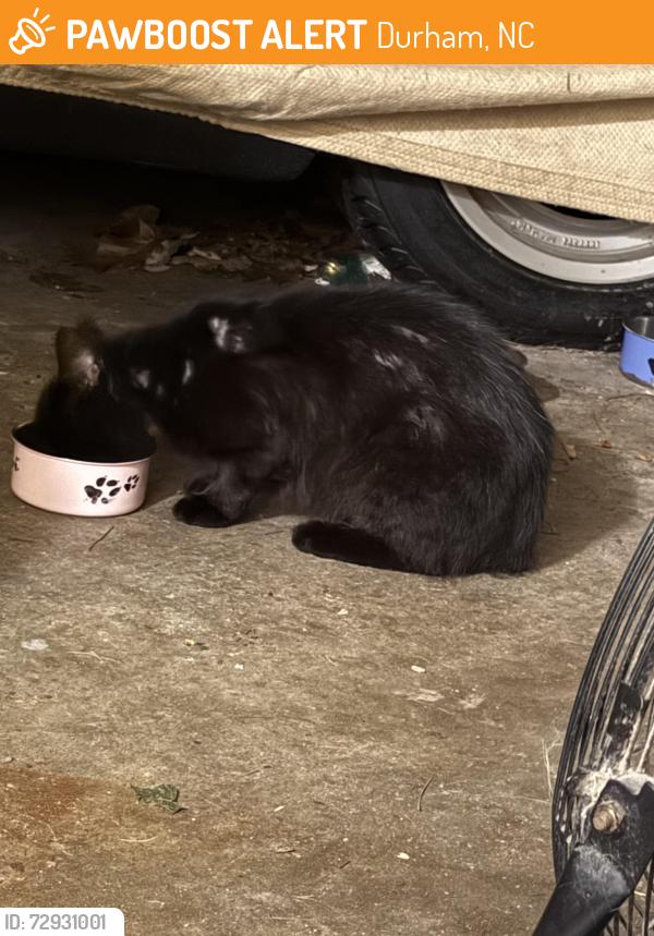 Found/Stray Unknown Cat last seen Beverly Drive near Forest Hills park, Durham, NC 27707