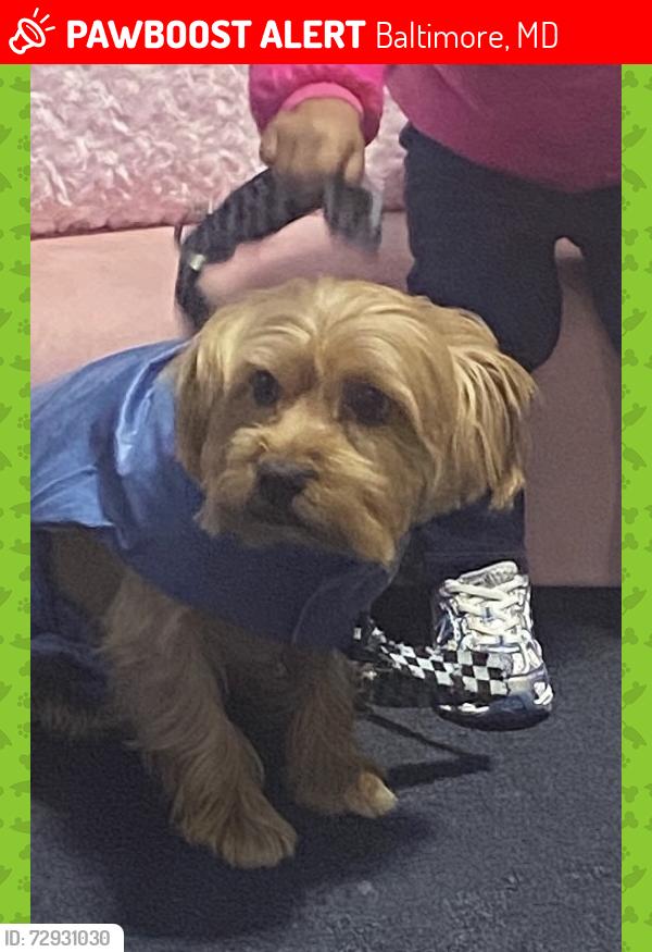Lost Male Dog last seen Whatcoat st , Baltimore, MD 21217