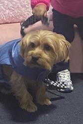 Lost Male Dog last seen Whatcoat st , Baltimore, MD 21217