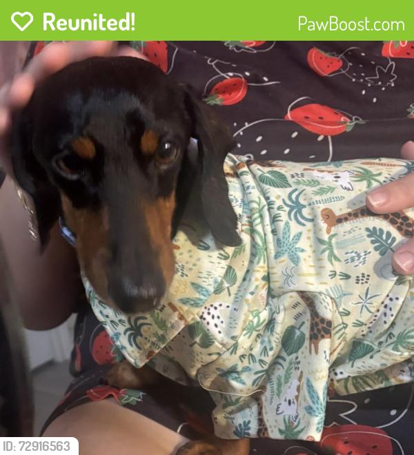 Reunited Male Dog last seen Citrus and fontana Ave , Fontana, CA 92335