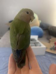 Reunited Unknown Bird last seen Gilbert Mountainside Fitness , Gilbert, AZ 85233