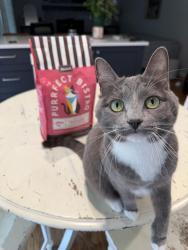 Lost Female Cat last seen Grand River & Halsted, Farmington, MI 48335