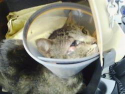 Shelter Stray Male Cat last seen CHARLOTTE, Charlotte, NC 28217