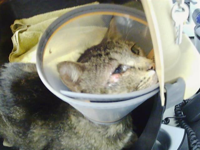 Shelter Stray Male Cat last seen CHARLOTTE, Charlotte, NC 28217