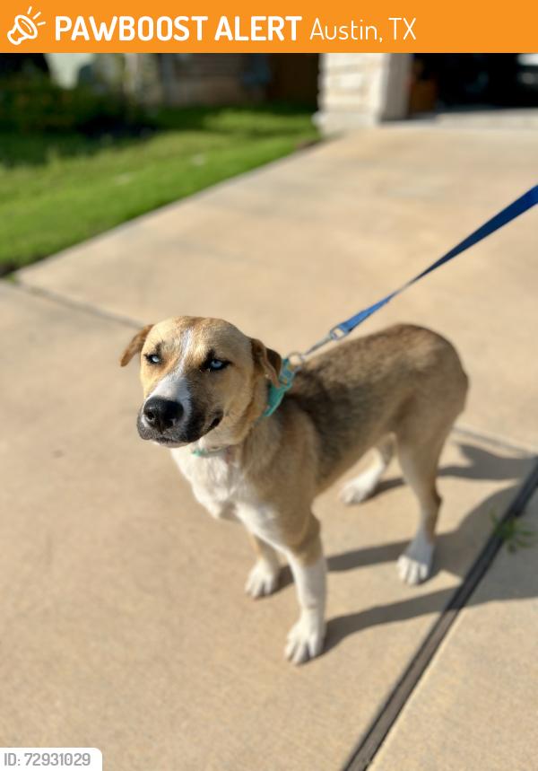 Found/Stray Female Dog last seen Jazzberry Way, Austin, TX 78617