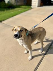Found/Stray Female Dog last seen Jazzberry Way, Austin, TX 78617