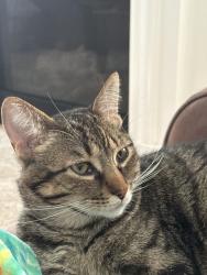 Lost Male Cat last seen McCaughley Ranch Rd , Angels Camp, CA 95222