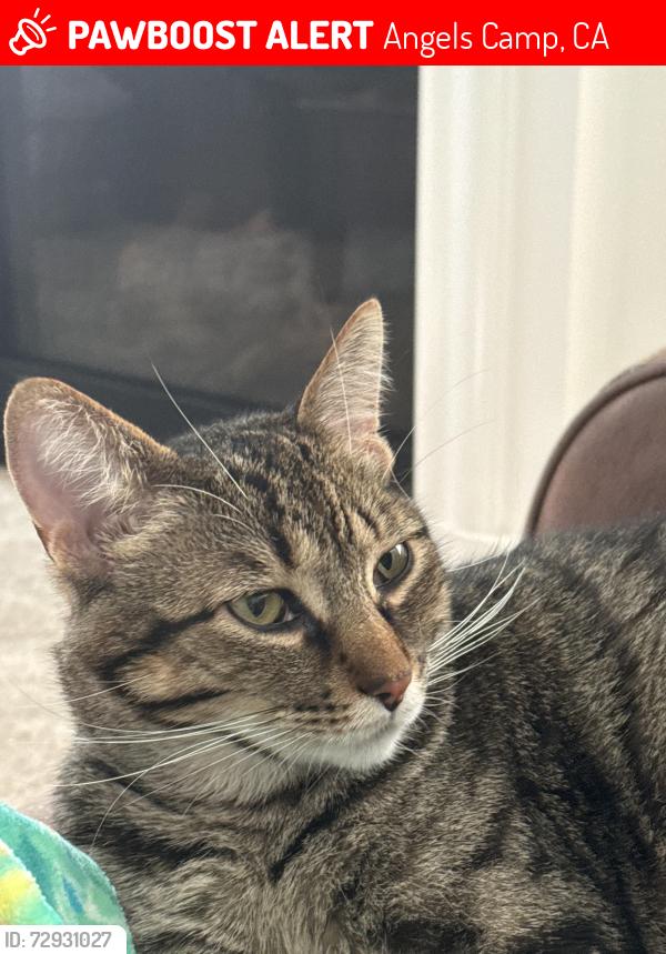 Lost Male Cat last seen McCaughley Ranch Rd , Angels Camp, CA 95222