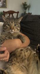 Lost Male Cat last seen Stewart and nellis, Las Vegas, NV 89110